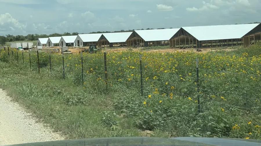 poultry house exterior, wildflowers along a new grower's fence line